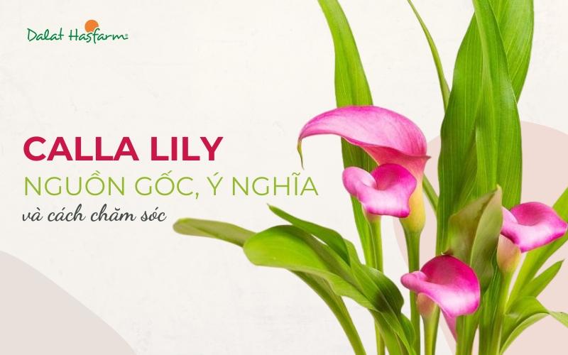 Hoa rum là ai? Giới thiệu vẻ đẹp thanh tao của hoa rum, tên gọi Calla Lily, Thủy vu